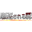 駆逐される豚 (attack on ooya)