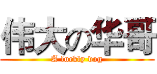 伟大の华哥 (A luckly dog)