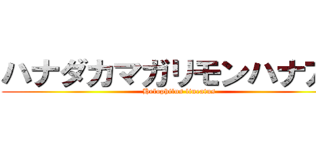 ハナダカマガリモンハナアブ (Helophilus lineatus)