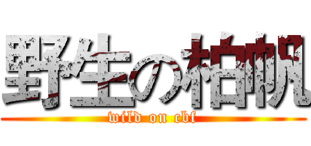 野生の柏帆 (wild on cbf)