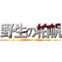 野生の柏帆 (wild on cbf)