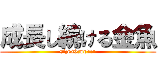 成長し続ける金魚 (size20cmover)