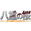 八重の桜 (Yae No Sakura)