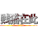 贱猫在此 (I am LM)