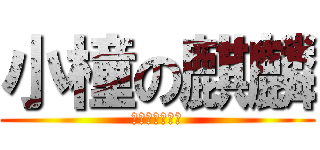 小橦の麒麟 (永遠相愛不分離)