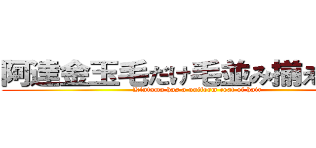 阿達金玉毛だけ毛並み揃えてる説 ( Kintama has a uniform coat of hair)