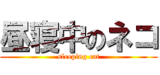 昼寝中のネコ (sleeping cat)