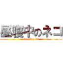 昼寝中のネコ (sleeping cat)