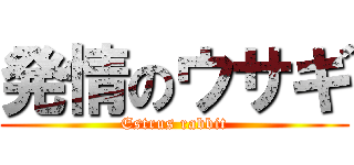 発情のウサギ (Estrus rabbit)