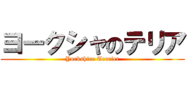ヨークシャのテリア (Yorkshire Terrier)