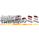 相模原のミミ (（３３歳）)