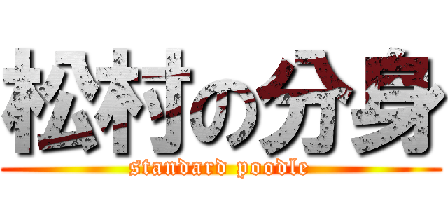 松村の分身 (standard poodle)