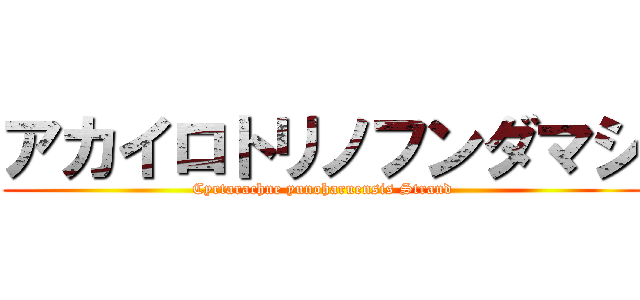 アカイロトリノフンダマシ (Cyrtarachne yunoharuensis Strand)