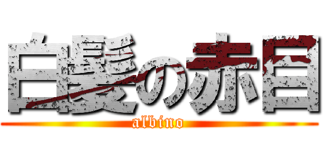 白髪の赤目 (albino)