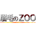 眉毛のＺＯＯ (i ♡　itikumi)