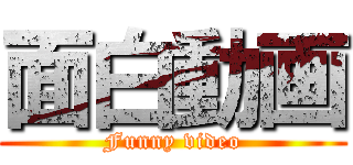 面白動画 (Funny video)