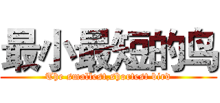 最小最短的鸟 (The smallest,shortest bird)