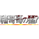 豬哥哥の猛凥 ()