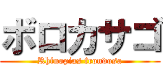 ボロカサゴ (Rhinopias frondosa)