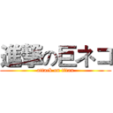 進撃の巨ネコ (attack on titan)