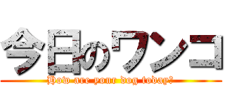 今日のワンコ (How are your dog today?)