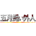 五月蝿い外人 ((._.))