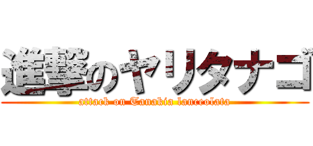 進撃のヤリタナゴ (attack on Tanakia lanceolata)