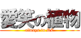 愛笑の植物 (always in RC)