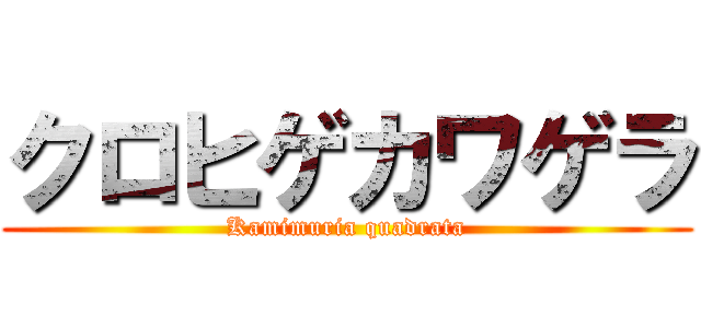 クロヒゲカワゲラ (Kamimuria quadrata)