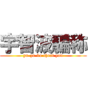 宇智波騙称 (yu-zu-bo cheat you)