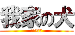 我家の犬 (ＳＨＩＯＮ)