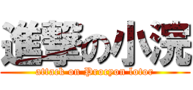 進撃の小浣 (attack on Procyon lotor)