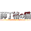 薛丁格の猫 (Schrödinger\'s Cat)