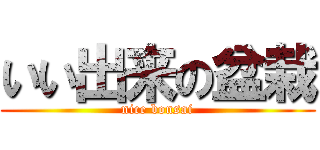 いい出来の盆栽 (nice bonsai)