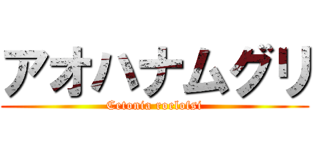 アオハナムグリ (Cetonia roelofsi)