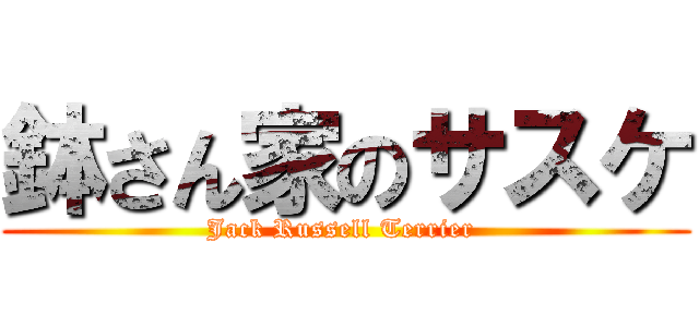 鉢さん家のサスケ (Jack Russell Terrier )