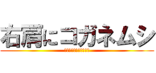 右肩にコガネムシ (にぎにぎこはくんちょす)