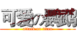 可爱の鹦鹉 (attack on titan)