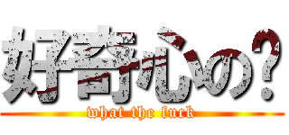 好奇心の貓 (what the fuck)