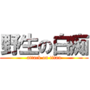 野生の白痴 (attack on titan)