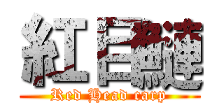 紅目鰱 (Red Head carp)