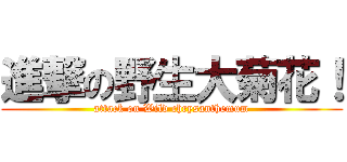 進撃の野生大菊花！ (attack on Wild chrysanthemum)