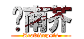 拟南芥 (Arabidopsis)