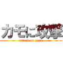 カモに攻撃 (attack on pato)