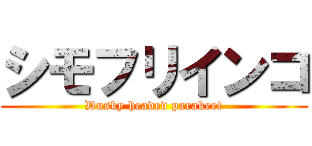 シモフリインコ (Dusky headed parakeet)