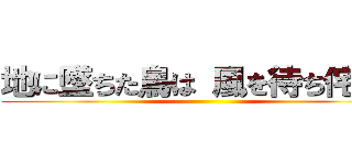 地に墜ちた鳥は 風を待ち侘びる ()