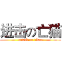 进击の亡猫 (attack on titan)