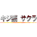 キジ猫 サクラ (brown tabby)