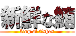新鮮な鮪 (king of fishes)
