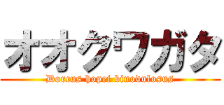 オオクワガタ (Dorcus hopei binodulosus)